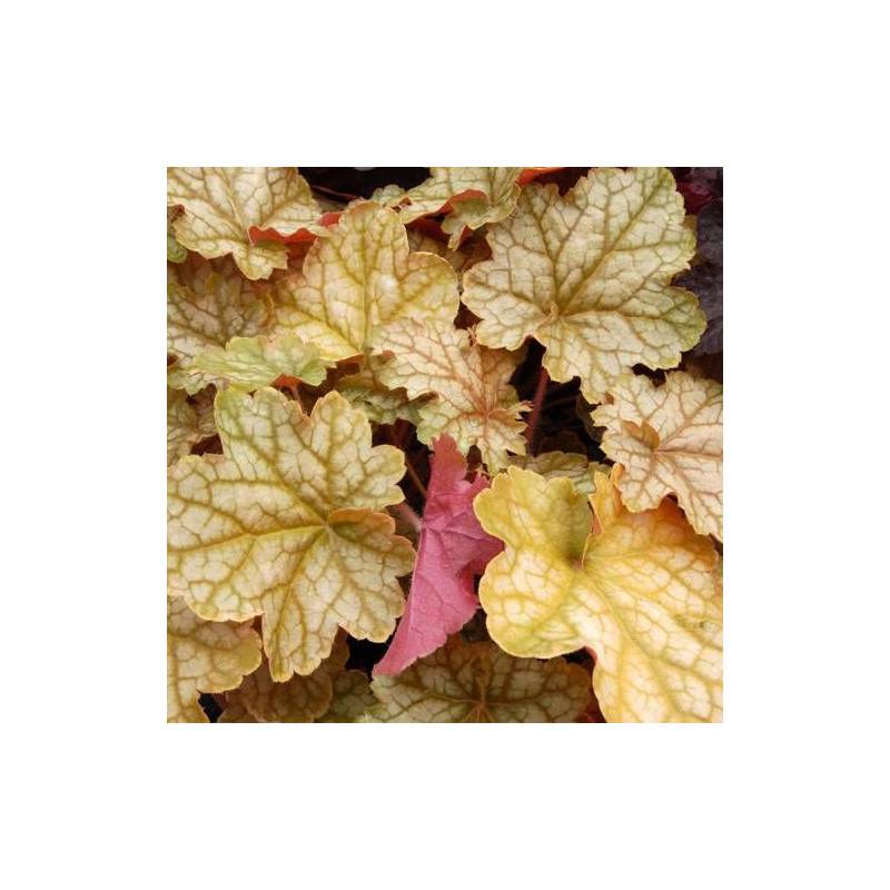 Heuchere Ginger Ale à fleurs Blanche/ - feuillage Semi-Persistant - Godet - 5/20 cm - Imagen 1