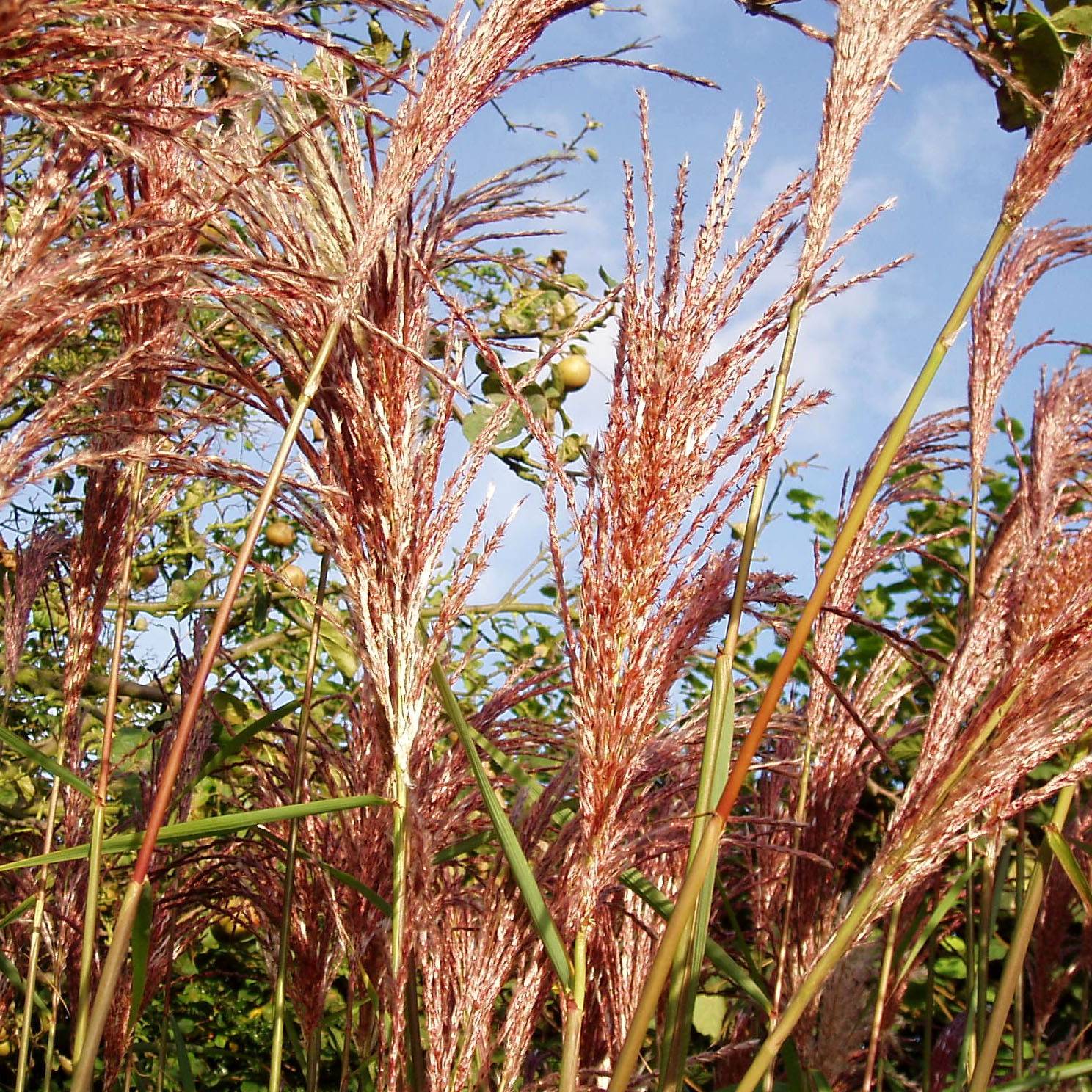 Promesse de Fleurs - Miscanthus sinensis Sirene - Roseau de Chine Godet de 8/9 cm