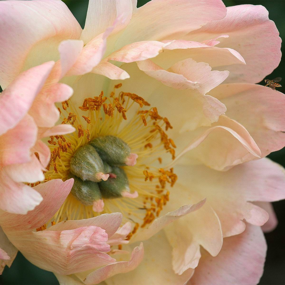 Pivoine lactiflora King's Day Pot de 3L/4L
