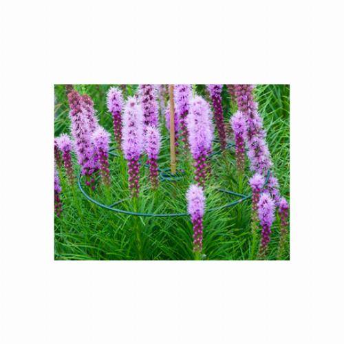 3 Anneaux de soutien à planter - 30cm - Imagen 2