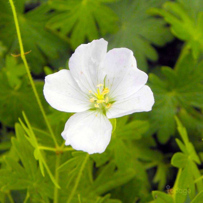 3 Géraniums Sanguin 'Album' (Geranium Sanguineum) - Lot de 3 vivaces - Pépinières Naudet - Image 1
