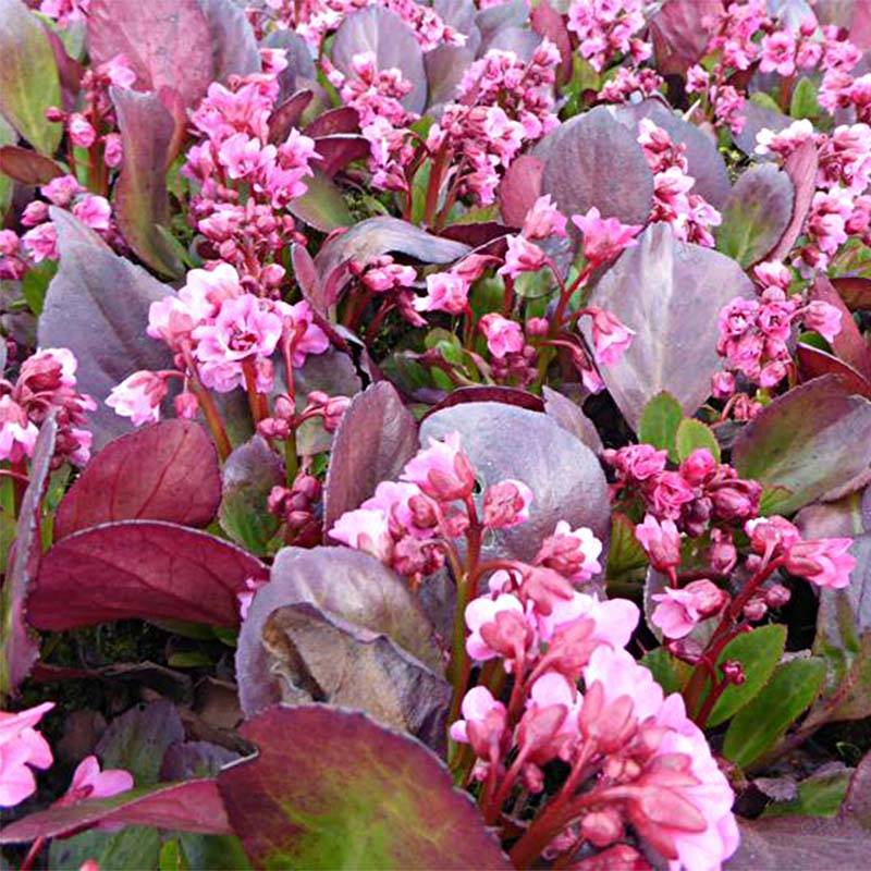 Bergenia Flirt - Plante des savetiers Godet de 8/9 cm