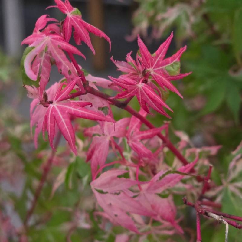 Érable du Japon Asahi-zuru, Acer palmatum - Pot de 3L - 40/60 cm - Imagen 2