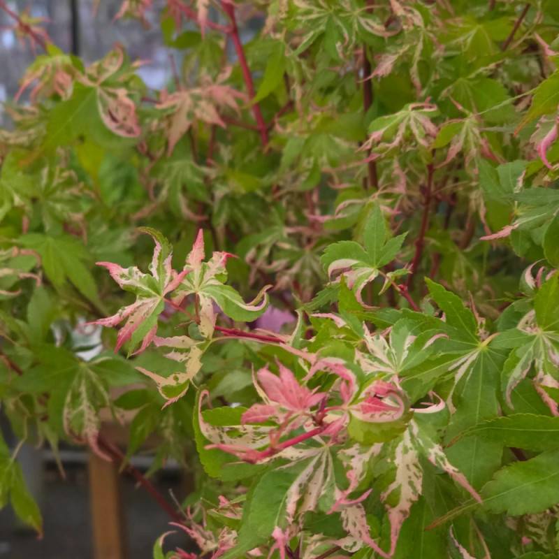 Érable du Japon Asahi-zuru, Acer palmatum - Pot de 3L - 40/60 cm - Imagen 4