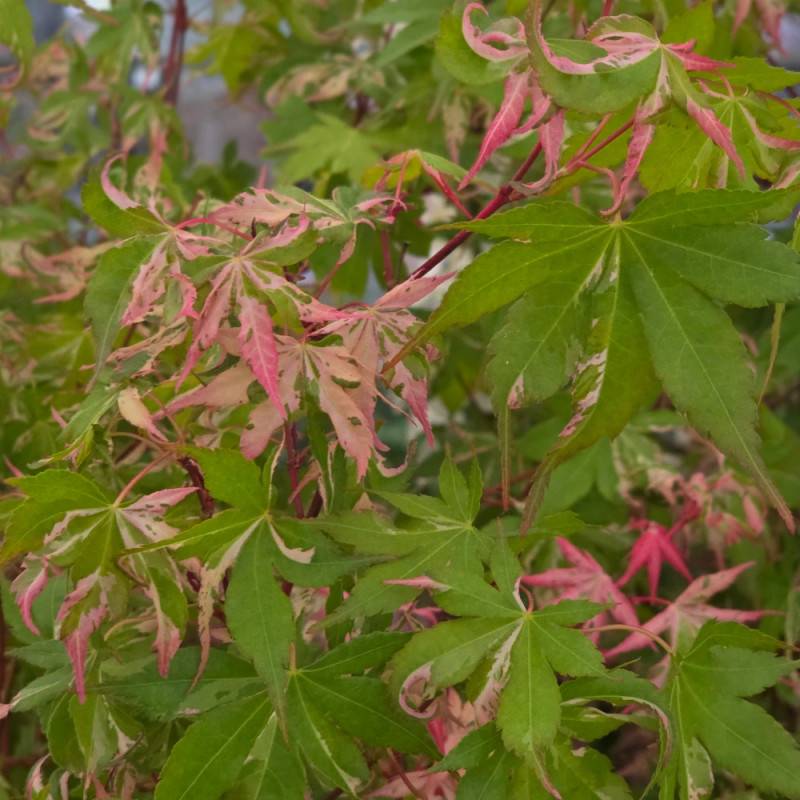 Érable du Japon Asahi-zuru, Acer palmatum - Pot de 3L - 40/60 cm - Imagen 3