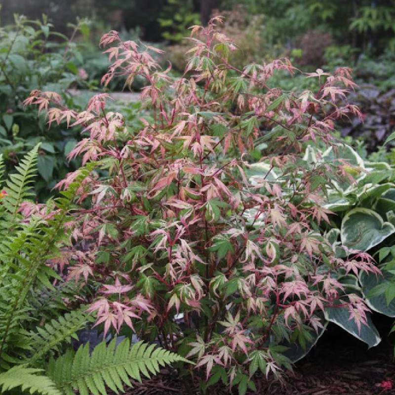 Érable du Japon Asahi-zuru, Acer palmatum - Pot de 3L - 40/60 cm - Imagen 7