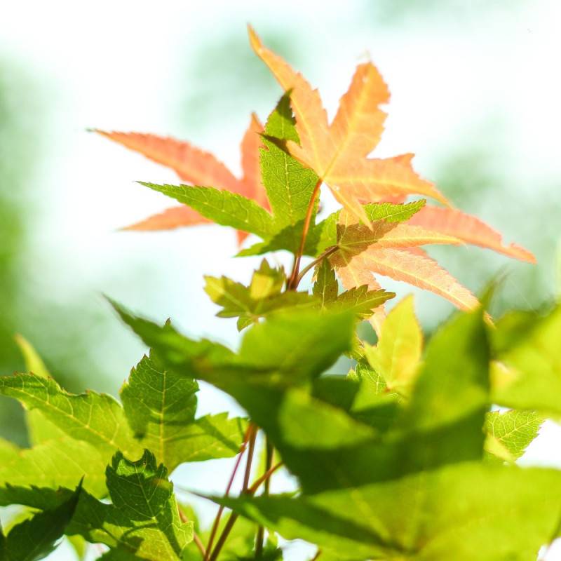 Érable du Japon Asahi-zuru, Acer palmatum - Pot de 3L - 40/60 cm - Imagen 1