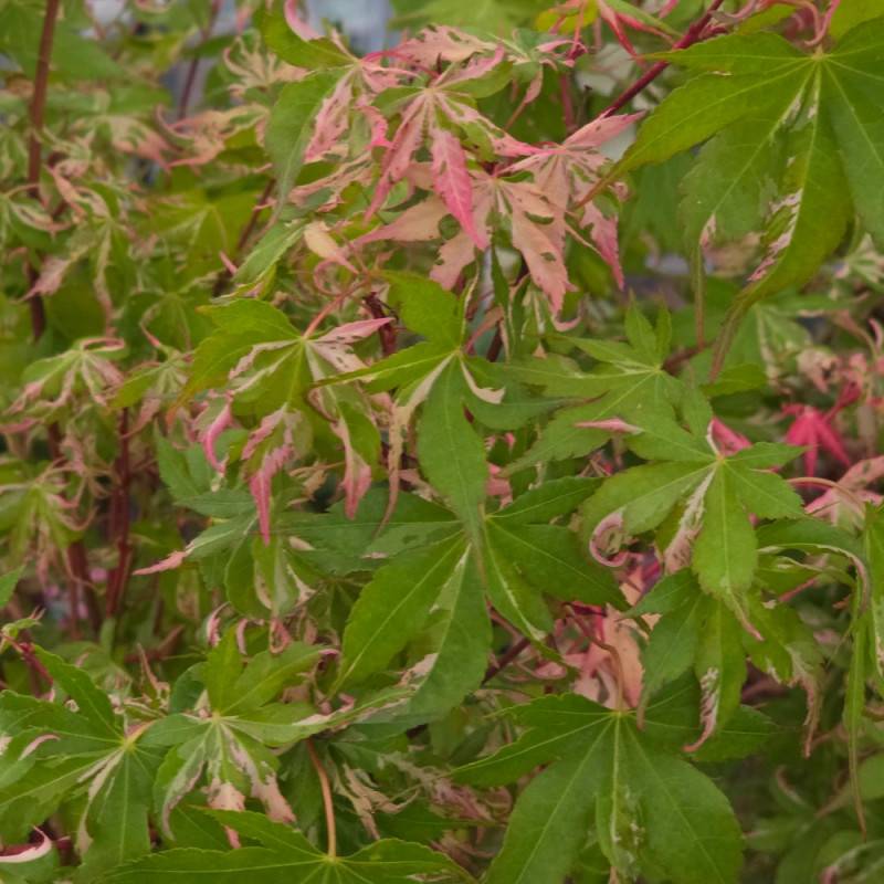 Érable du Japon Asahi-zuru, Acer palmatum - Pot de 3L - 40/60 cm - Imagen 5