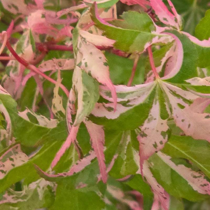 Érable du Japon Asahi-zuru, Acer palmatum - Pot de 3L - 40/60 cm - Imagen 6