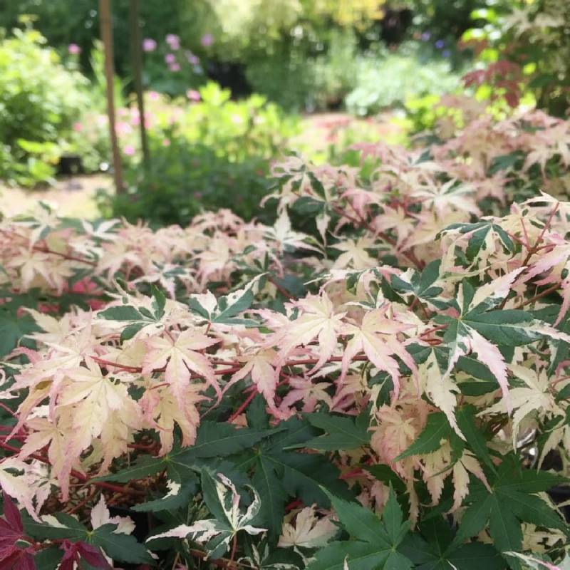 Érable du Japon Asahi-zuru, Acer palmatum - Pot de 3L - 40/60 cm - Imagen 8