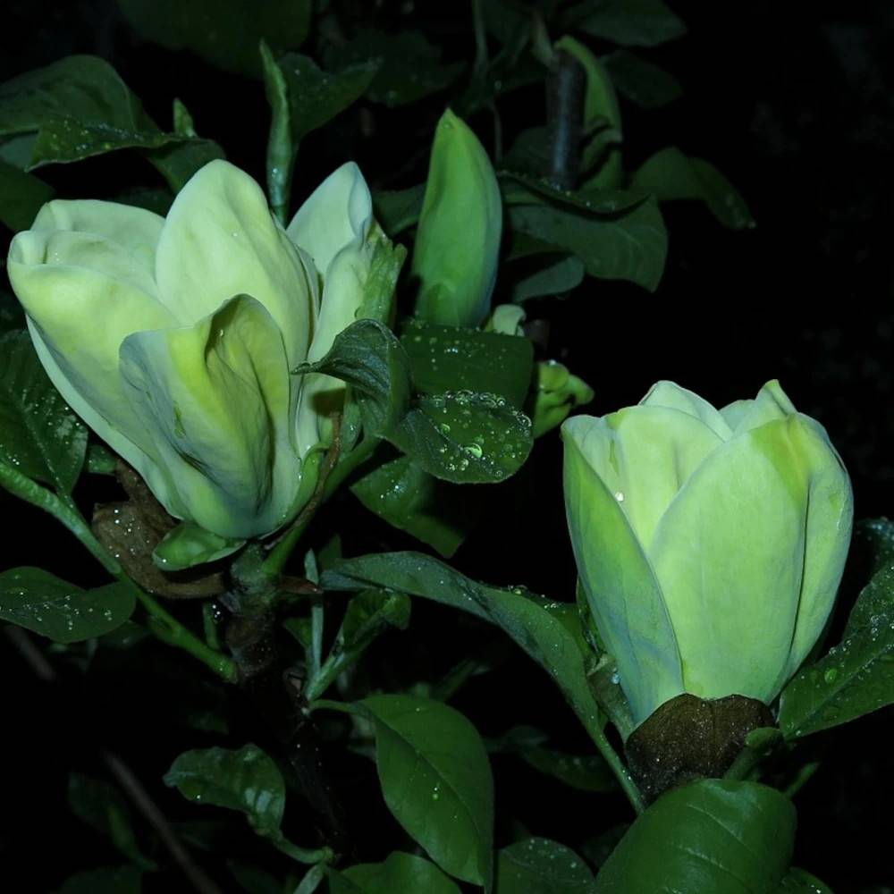 Magnolia Blue Opal à fleurs Jaune - feuillage Caduc - Pot de 5L - Touffe-  hauteur à maturité De 3,00 m à 5,00 m - Image 1