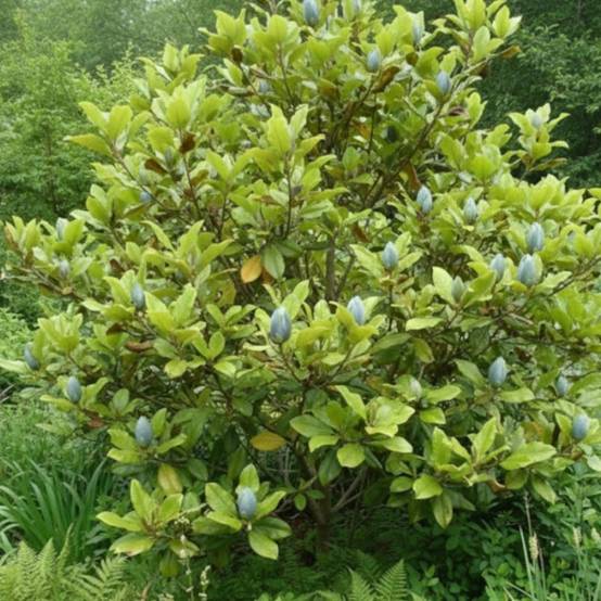 Magnolia Blue Opal à fleurs Jaune - feuillage Caduc - Pot de 5L - Touffe- hauteur à maturité De 3,00 m à 5,00 m - Image 5