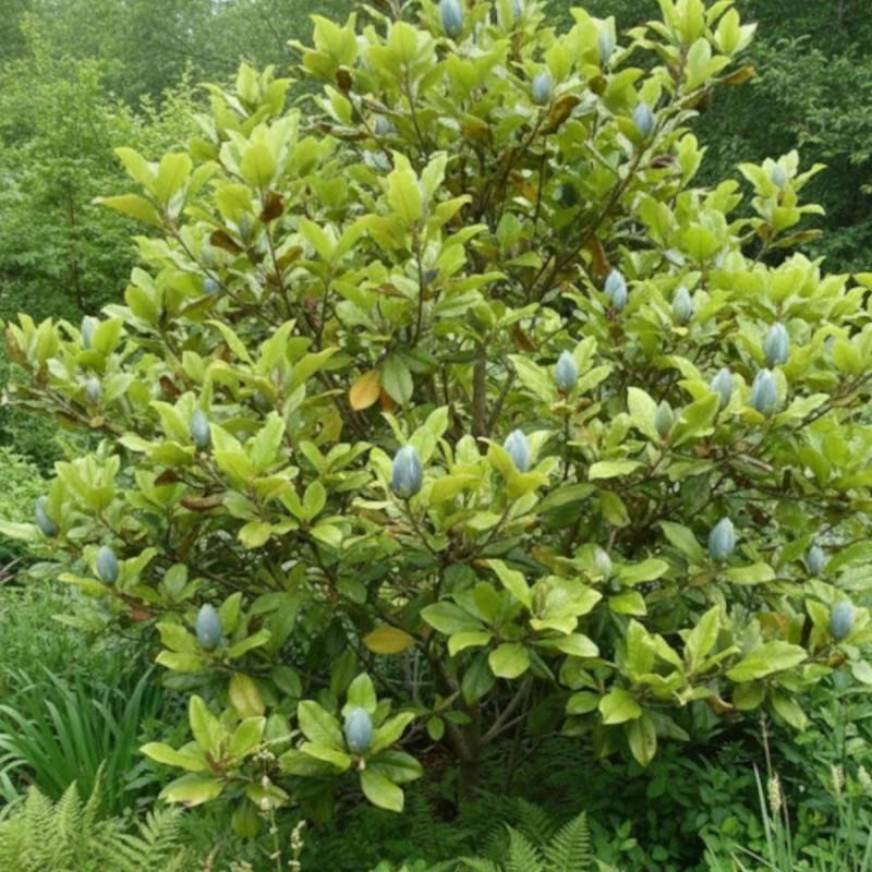 Magnolia Blue Opal à fleurs Jaune - feuillage Caduc - Pot de 5L - Touffe-  hauteur à maturité De 3,00 m à 5,00 m - Image 5