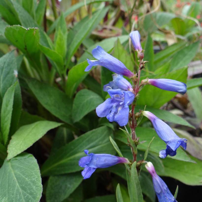 Promesse de Fleurs - Penstemon heterophyllus Blue Spring - Galane Godet de 8/9 cm