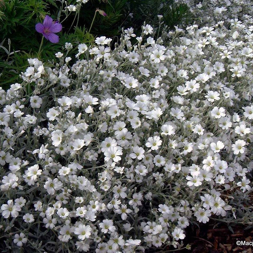 Promesse de Fleurs - Cerastium tomentosum var. columnae - Oreille de souris - Céraiste Columnae Pot de 2L/3L