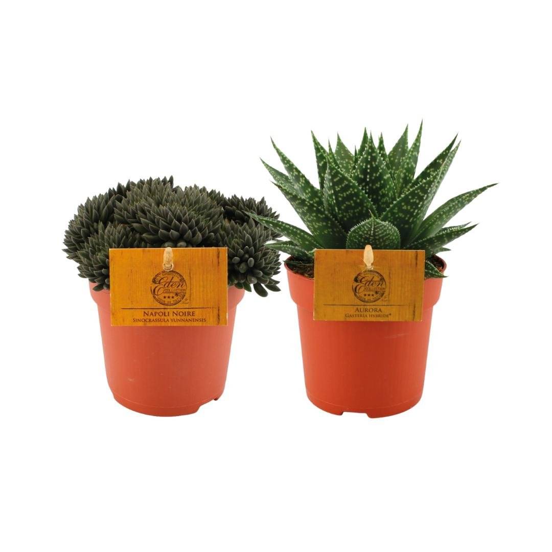La Green Touch - Box - Duo- La Green Touch - Imagen 2