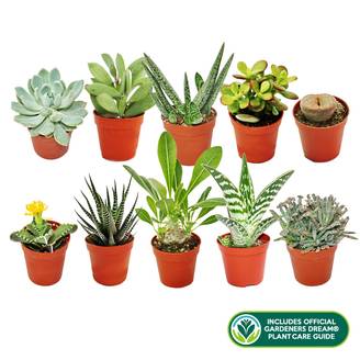 Gardenersdream - Melange De 10 Succulentes Differentes + Le Guide Parfait De L'Amateur De Plantes - GardenersDream