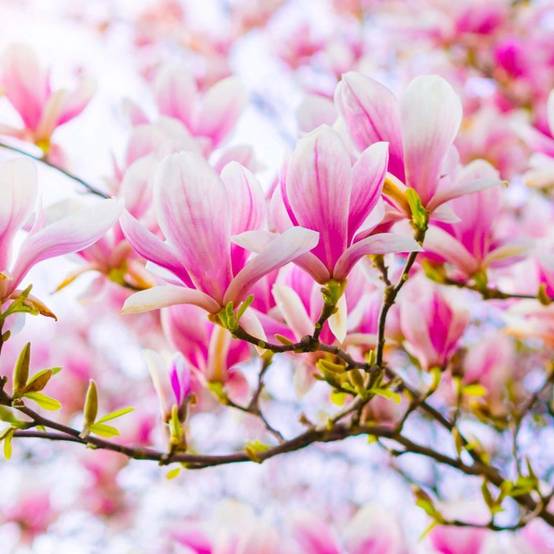 Magnolia de Soulange (Magnolia soulangeana) - Godet - Taille 20/40cm - Pépinières Naudet - Image 1