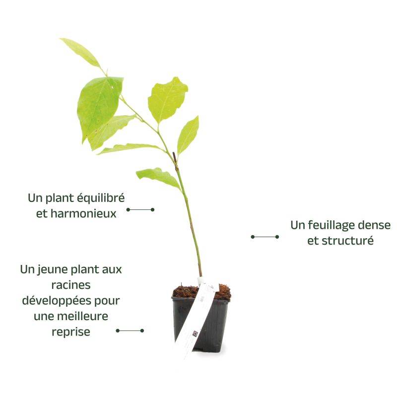 Magnolia de Soulange (Magnolia soulangeana) - Godet - Taille 20/40cm - Pépinières Naudet - Image 3