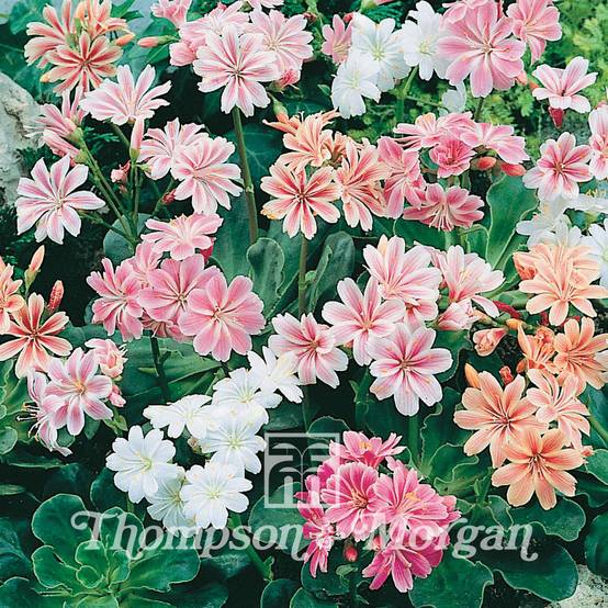 Graines de Lewisia cotyledon Galaxy Mixed (sunset strain) - Lewisia en mélange le sachet de 30 graines environ