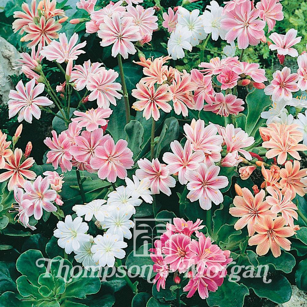 Graines de Lewisia cotyledon Galaxy Mixed (sunset strain) - Lewisia en mélange le sachet de 30 graines environ