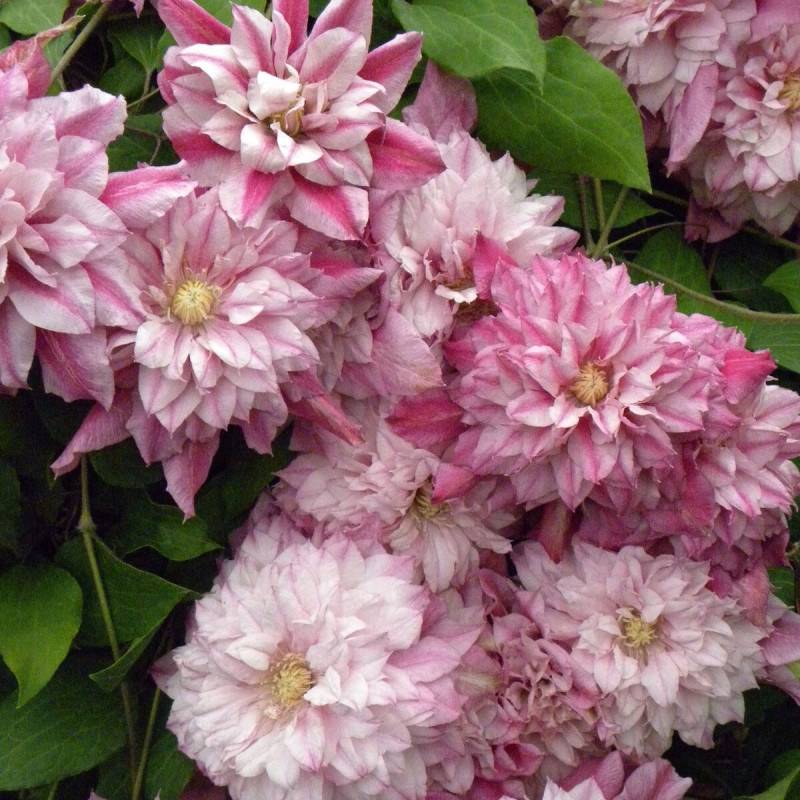 Clématite Patricia Ann Fretwell® 'Pafar' à fleurs Rose - feuillage Caduc - Pot de 3L - Echelle bambou 60/120 cm-  hauteur à maturité De 2,00 m à 2,50 - Imagen 1