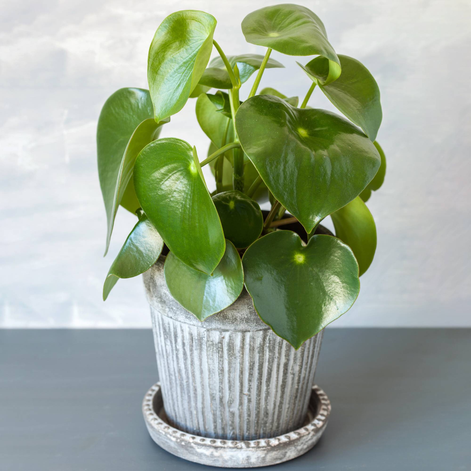 Gardenersdream - Petite Peperomia Polybotrya 'Raindrop' | Plante D’Intérieur - GardenersDream - Image 1