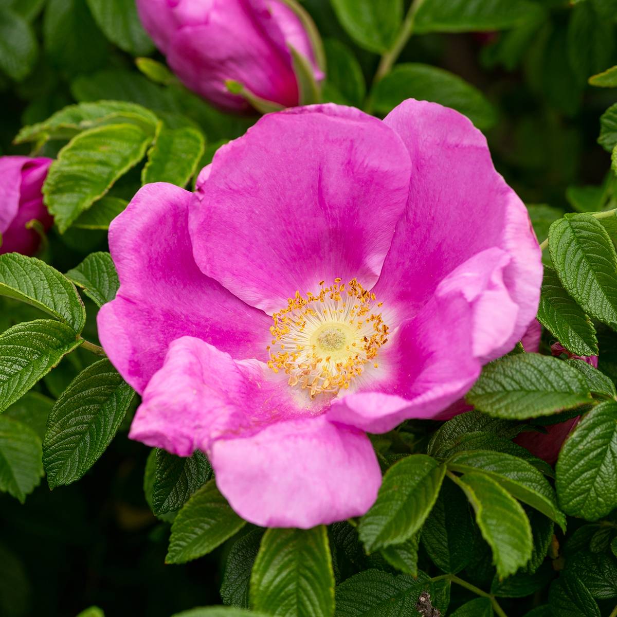 Promesse de Fleurs - Rosier rugosa Jam-a-licious Pot de 4L/5L