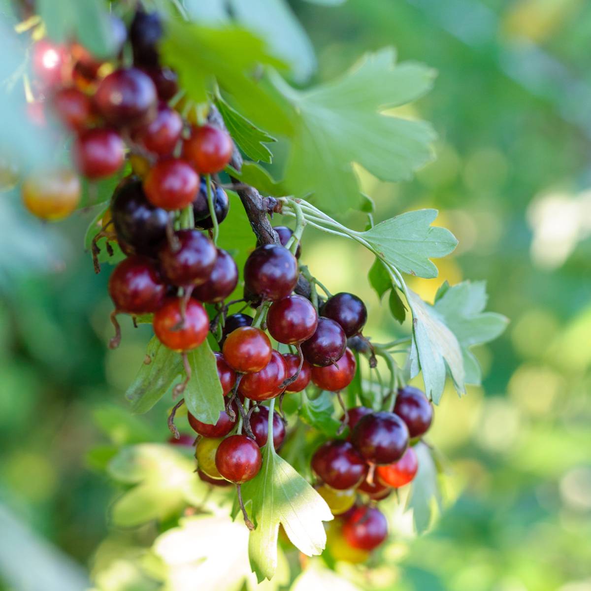 Promesse de Fleurs - Casseiller Jostaberry - Ribes x nidigrolaria Pot de 1,5L/2L, Buisson