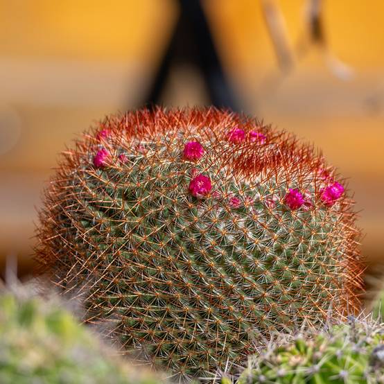 Promesse de Fleurs - Cactus - Mammillaria ernestii var. rubrispina Pot de 4L/5L, 16/18 diamètre