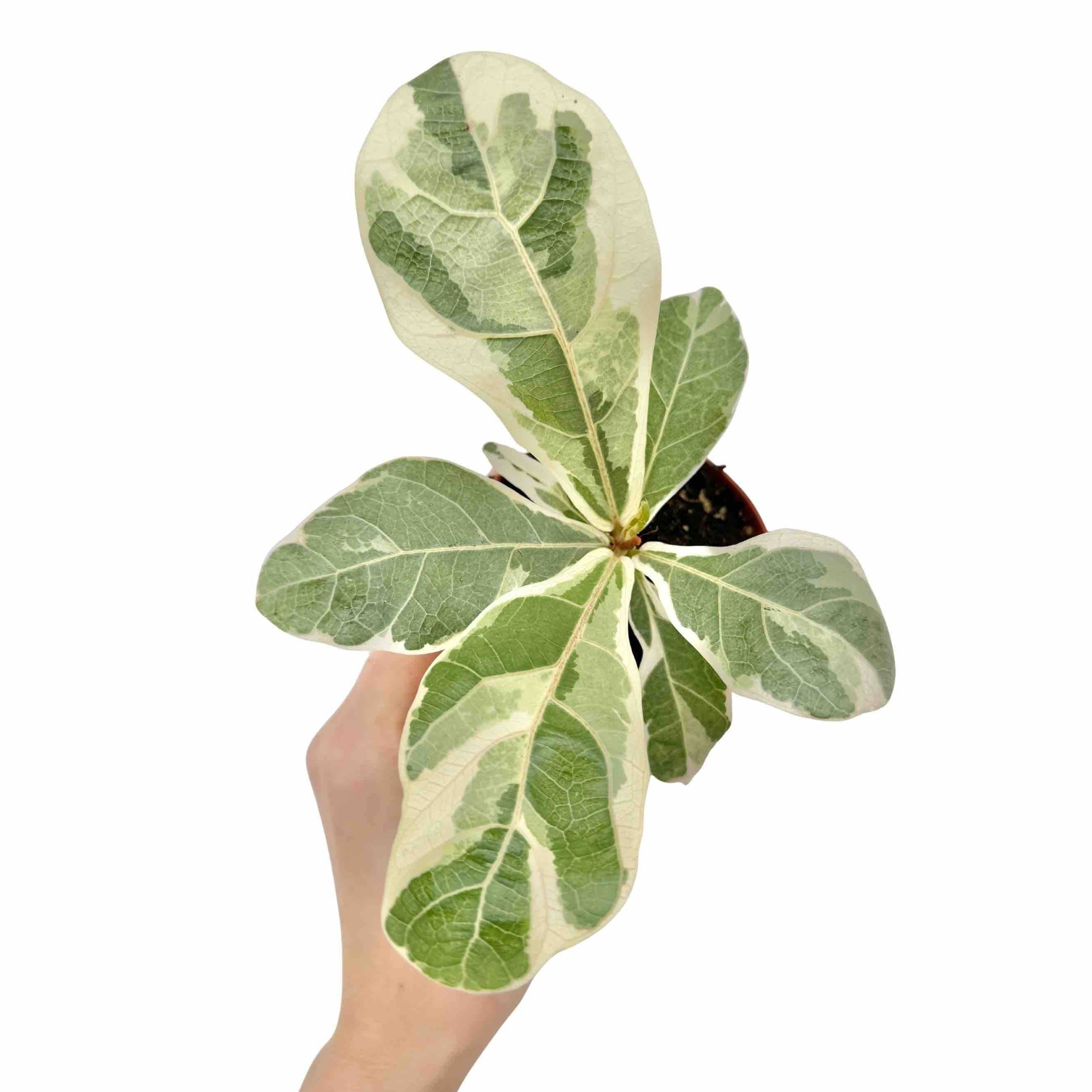 Ficus Lyrata Variegata - Pot de 10,5cm - Plantes d'intérieur