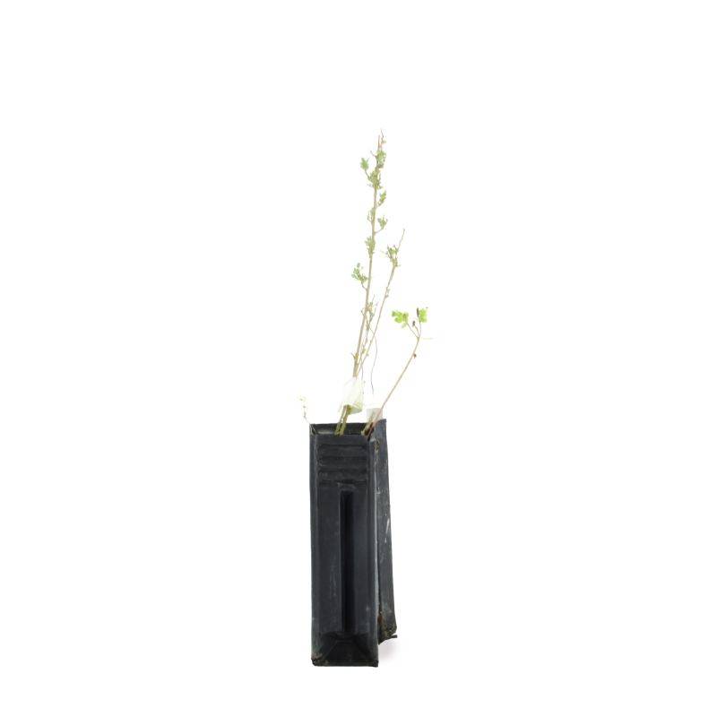Arroche halime (Atriplex halimus) - Godet - Taille 13/25cm - Pépinières Naudet - Imagen 2