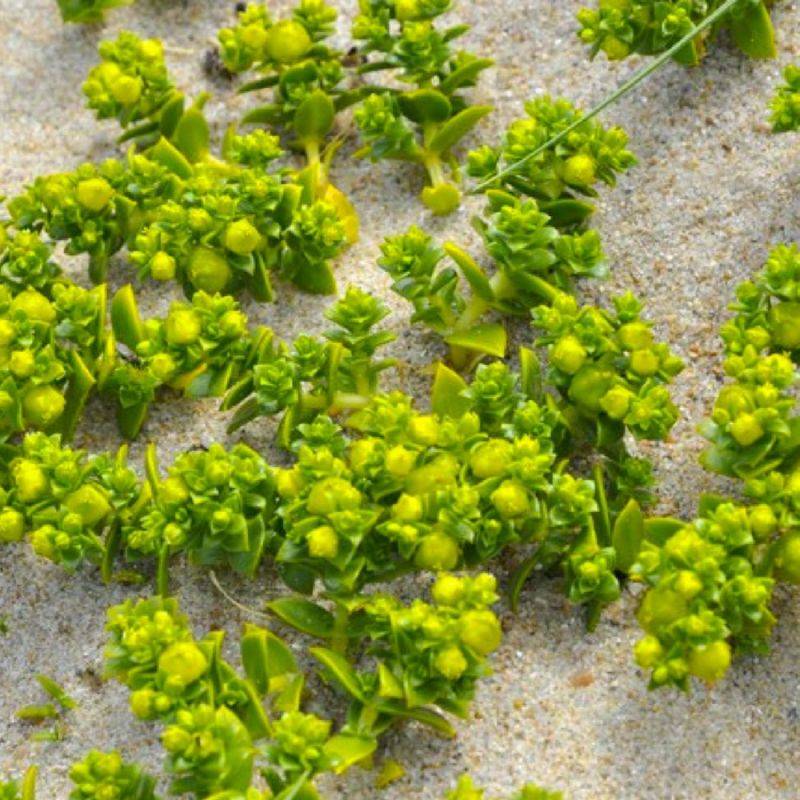 Arroche halime (Atriplex halimus) - Godet - Taille 13/25cm - Pépinières Naudet - Imagen 1