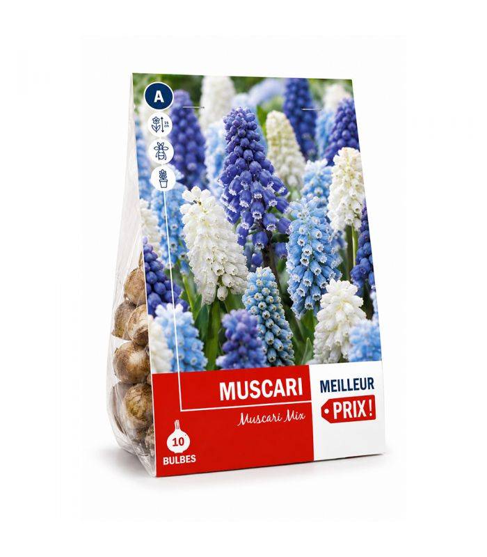 Muscari en mélange Sgaravatti 10 bulbes, floraison printanière compacte idéale en bordure et rocaille - 618121 - Image 2