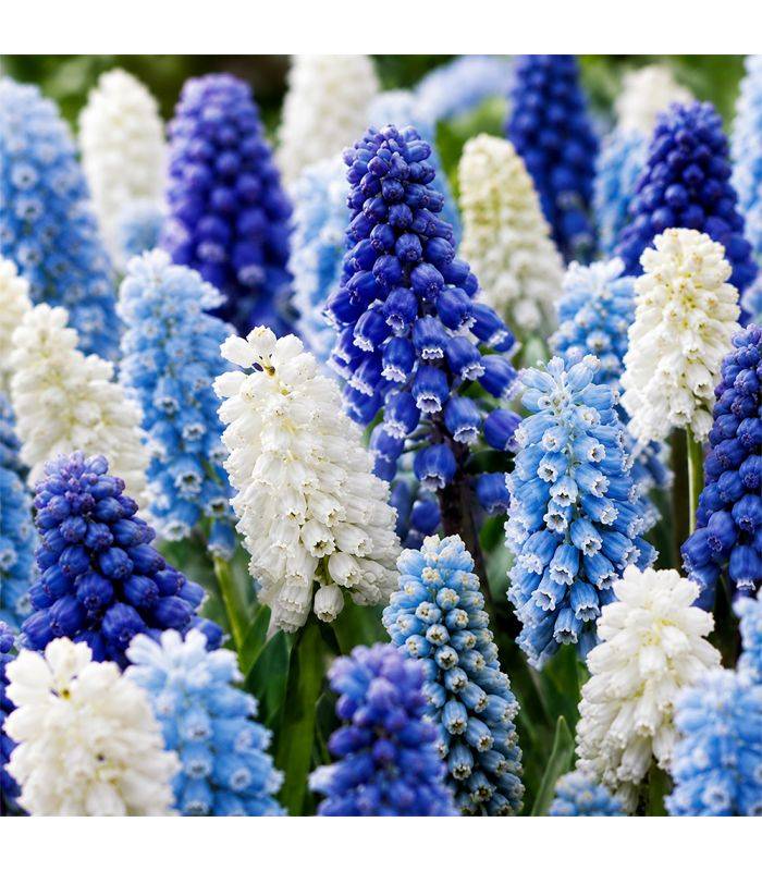 Muscari en mélange Sgaravatti 10 bulbes, floraison printanière compacte idéale en bordure et rocaille - 618121 - Image 1