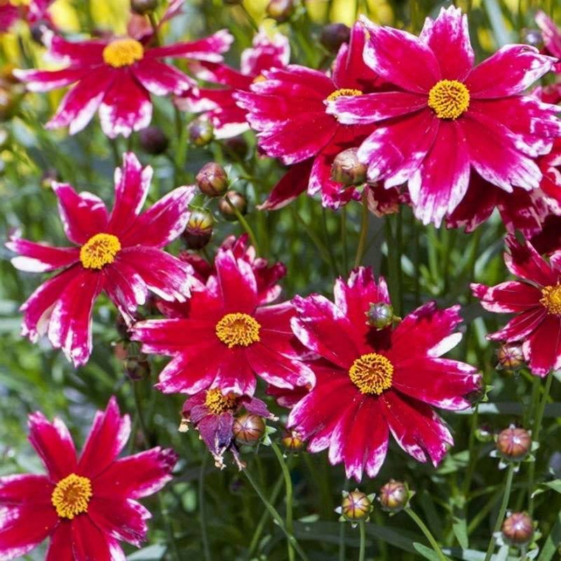 Coreopsis Madras Magic - Coréopsis Godet de 8/9 cm