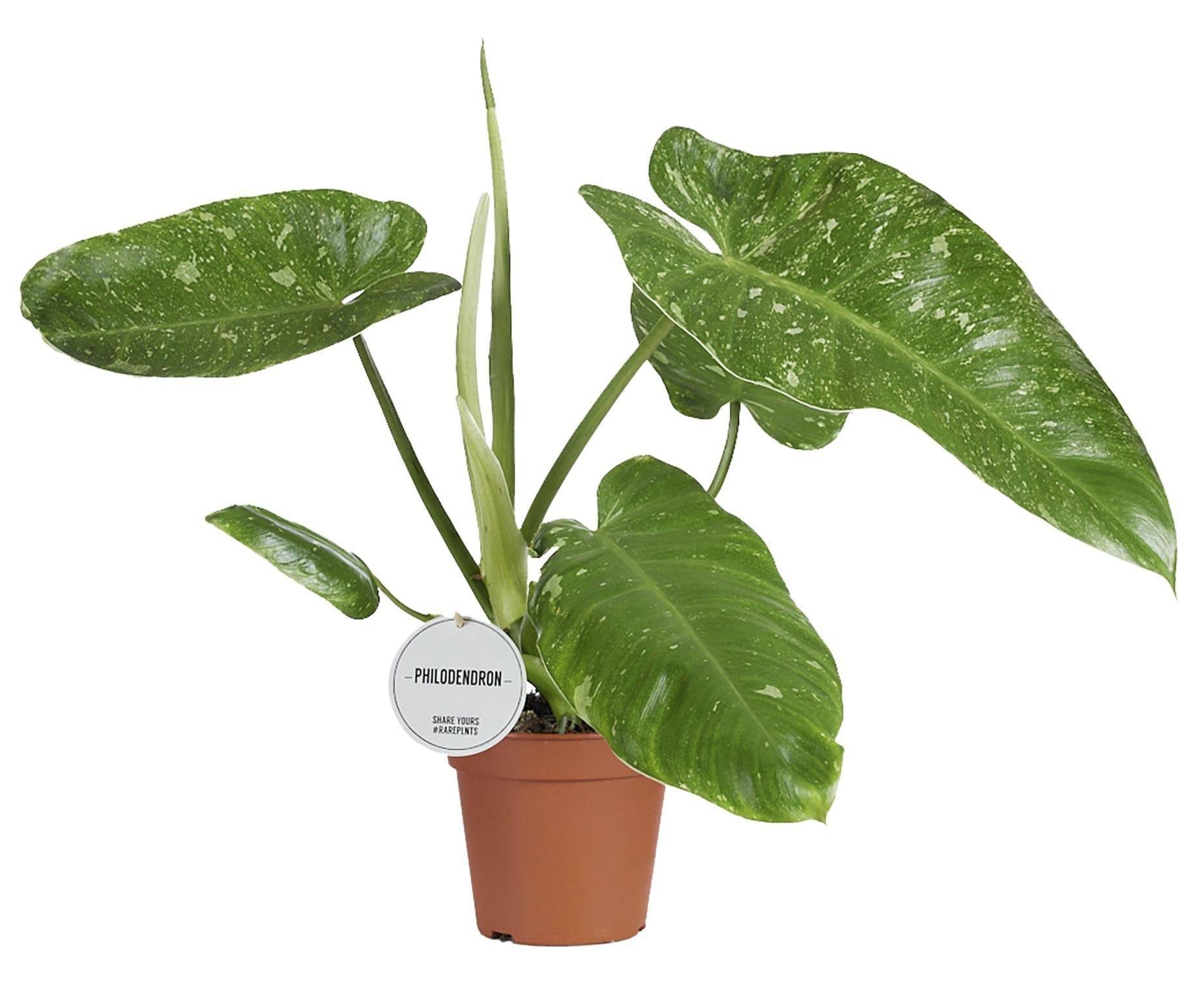 Philodendron Jose Buono- La Green Touch - Imagen 2
