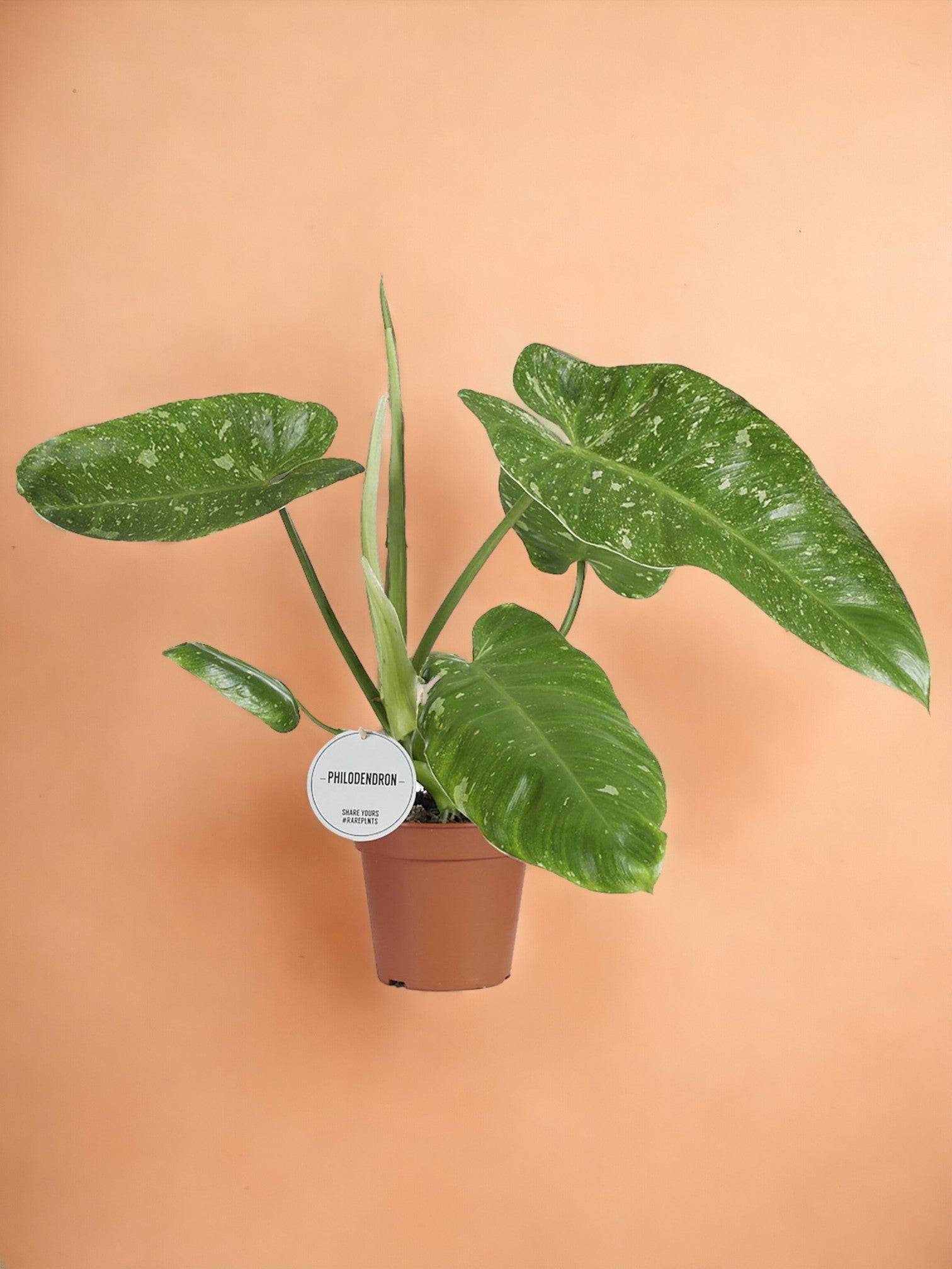Philodendron Jose Buono- La Green Touch - Imagen 1