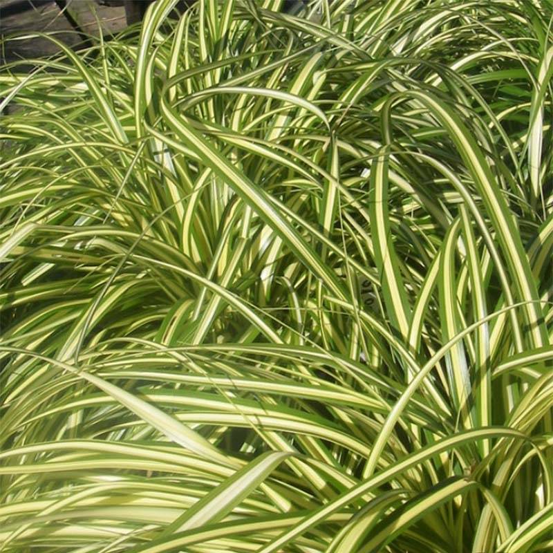 Carex morrowii Aureovariegata - Laîche du Japon Godet de 8/9 cm