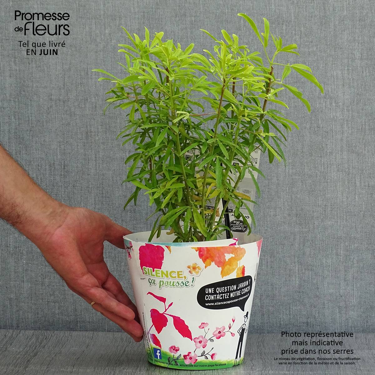 Promesse de Fleurs - Choisya Aztec Gold - Oranger du Mexique Pot de 2L/3L - Image 2
