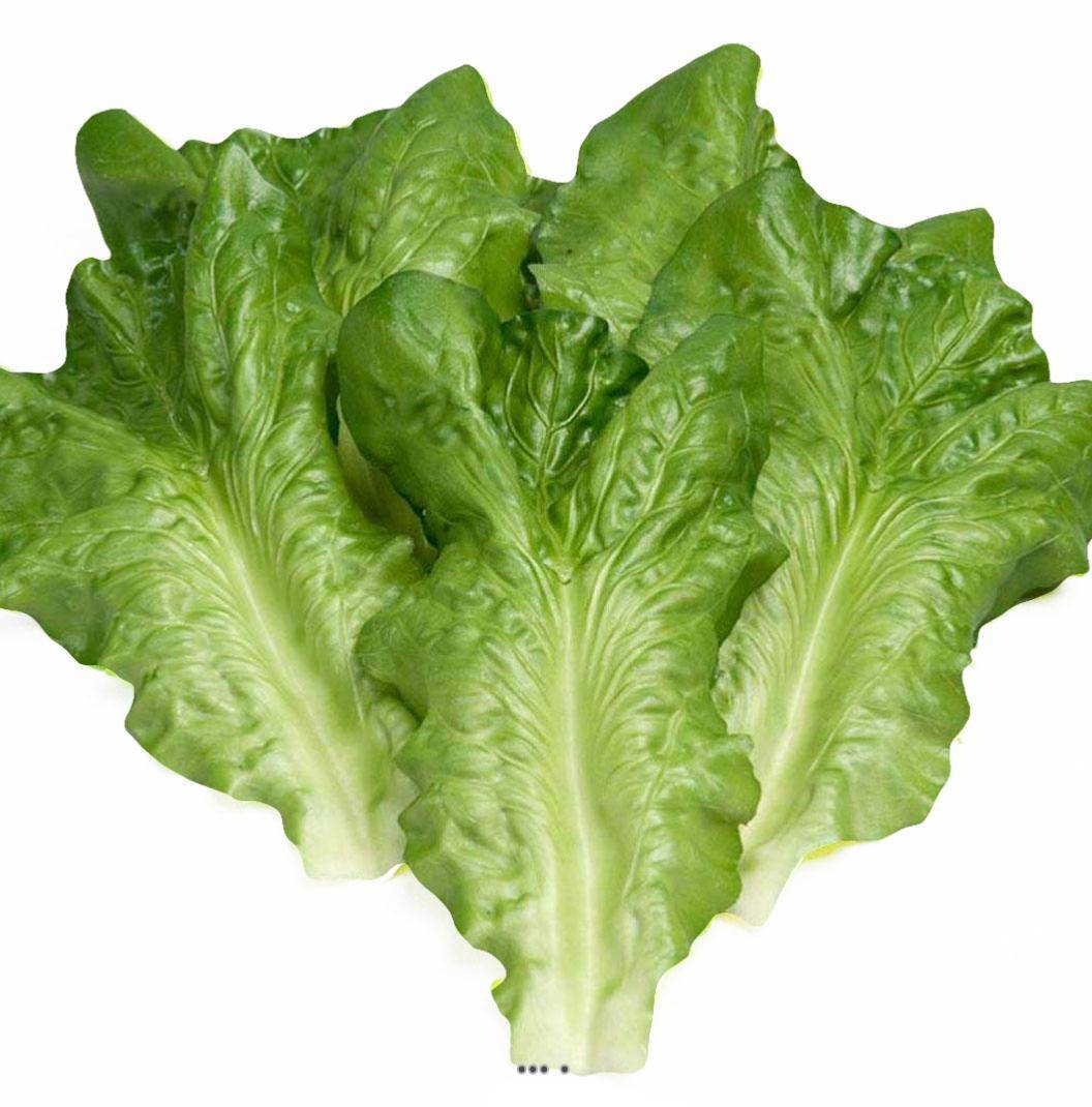 Artificielles - Feuilles de salade Laitue Artificielle Laitue X6 en latex superbe