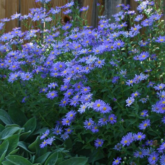 Aster novi-belgii Audrey Godet de 8/9 cm