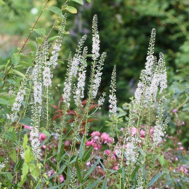 Lysimachia ephemerum - Lysimaque ephémère Godet de 8/9 cm
