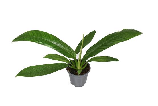 La Green Touch - Philodendron Campiii P14 - D14 H40cm