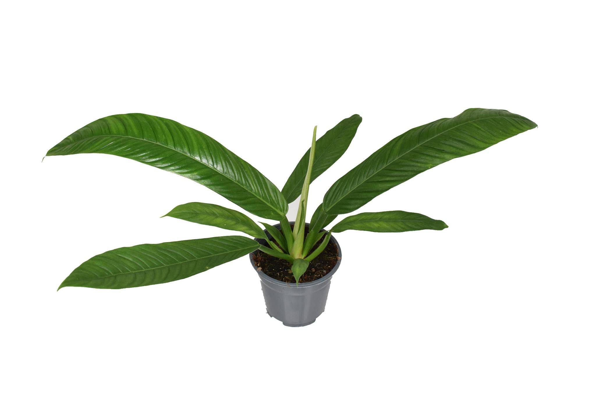 La Green Touch - Philodendron Campiii P14 - D14 H40cm