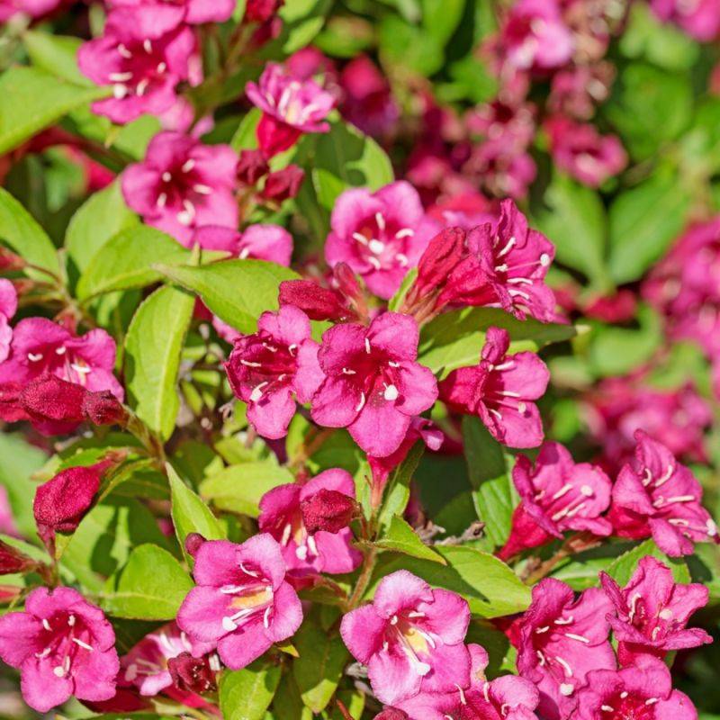 Weigela (Weigela) - Godet - Taille 20/40cm - Pépinières Naudet