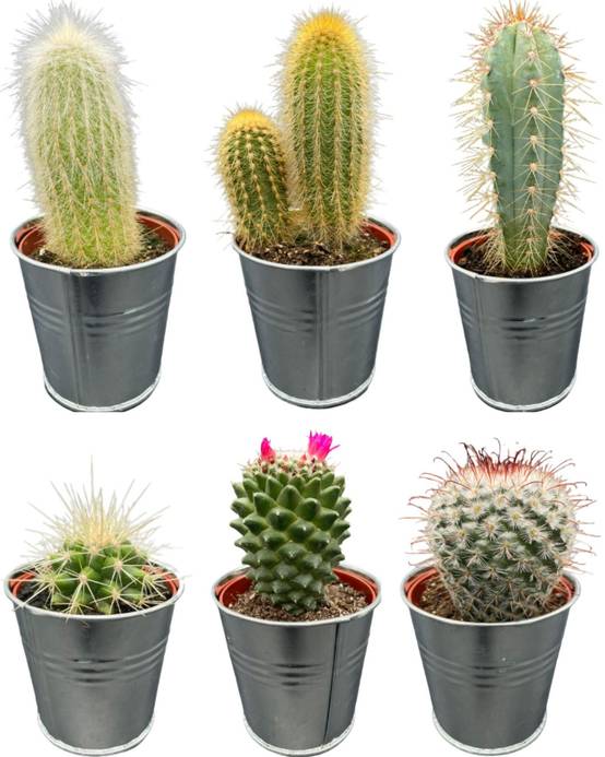 La Green Touch - Ensemble de 6 cactus en pot de zinc- La Green Touch - Image 1