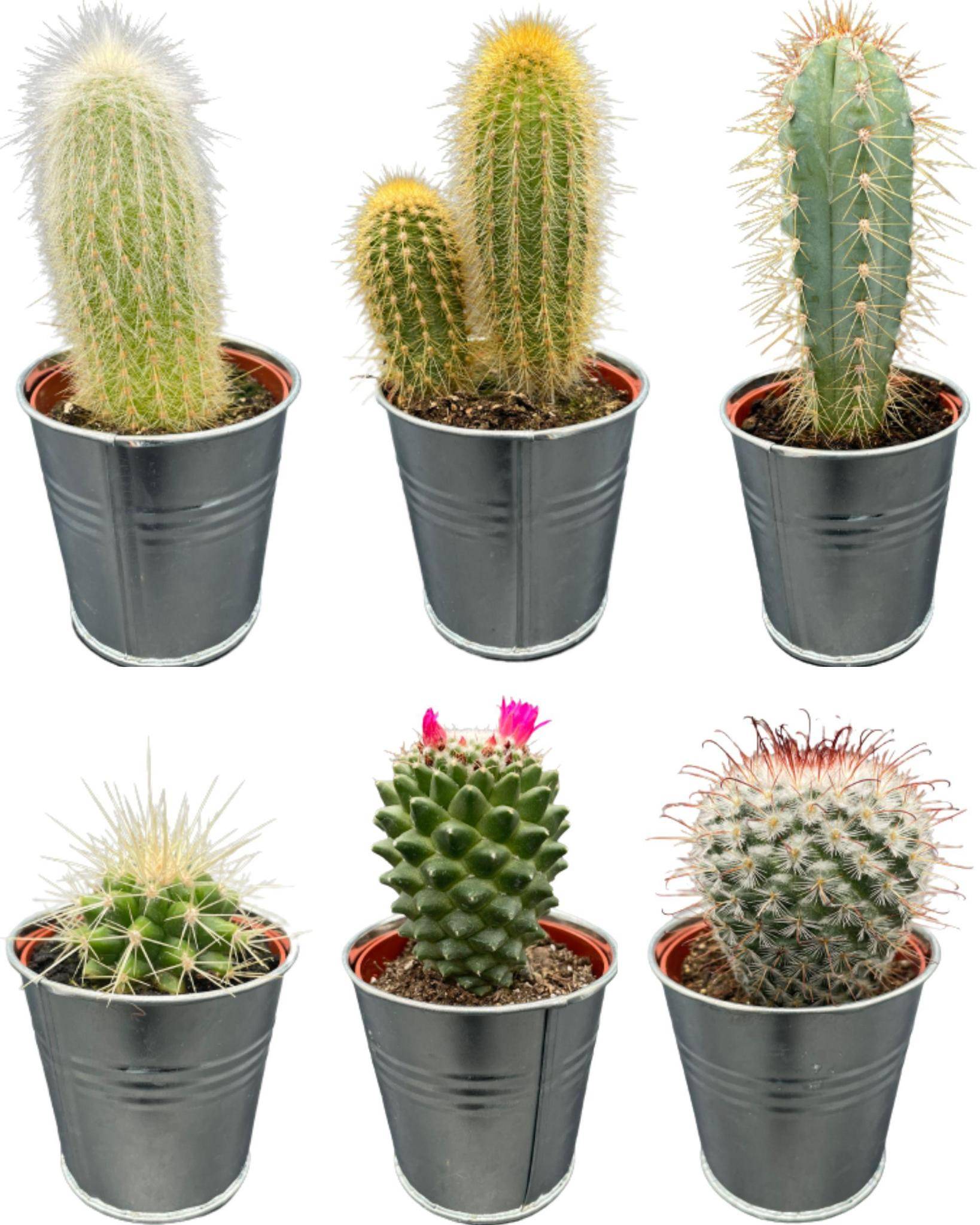 La Green Touch - Ensemble de 6 cactus en pot de zinc- La Green Touch