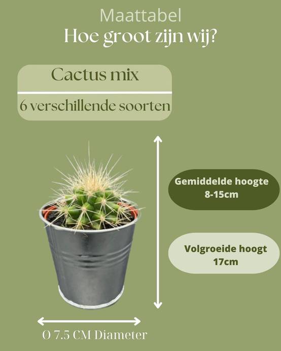 La Green Touch - Ensemble de 6 cactus en pot de zinc- La Green Touch - Image 4