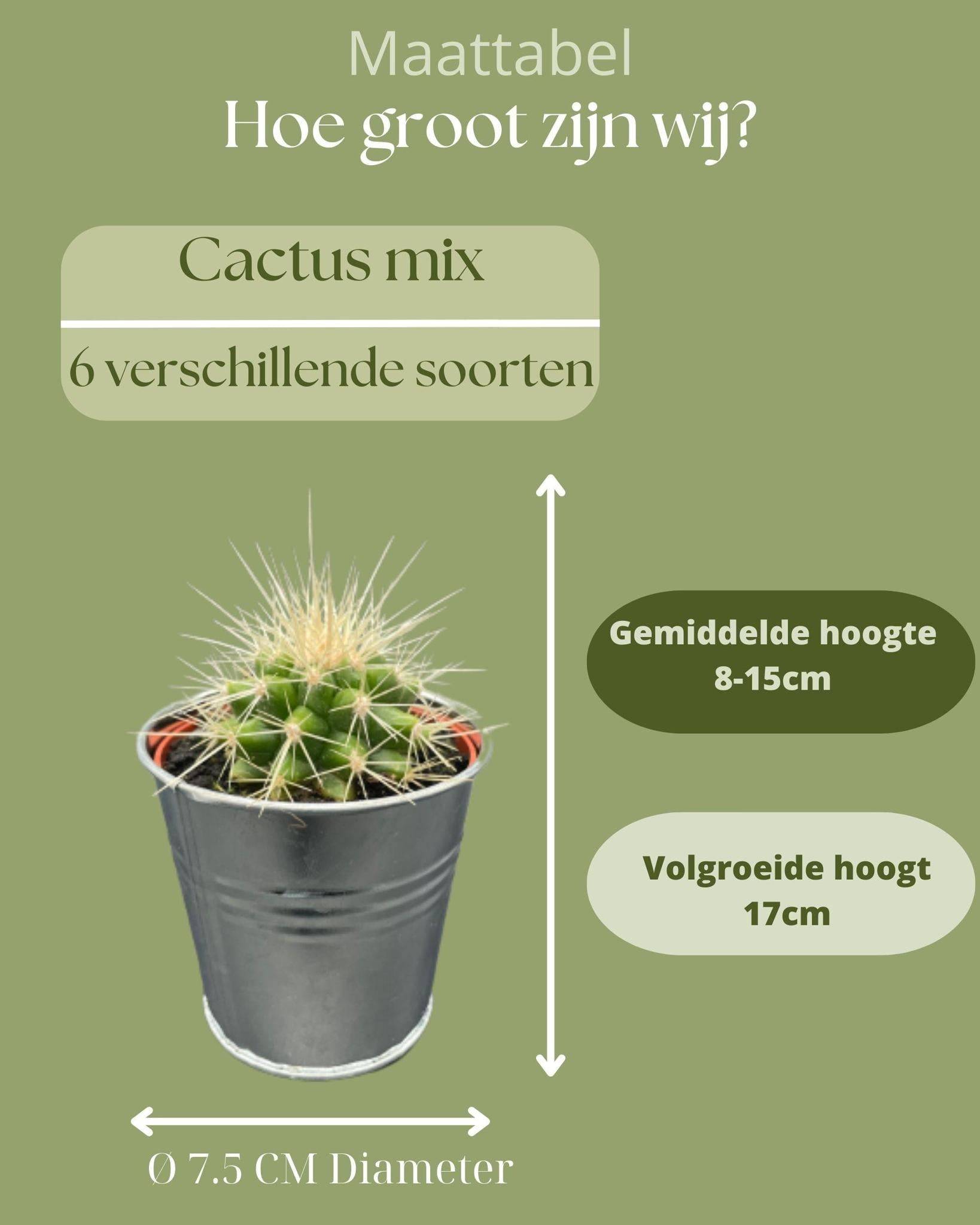 La Green Touch - Ensemble de 6 cactus en pot de zinc- La Green Touch - Image 4